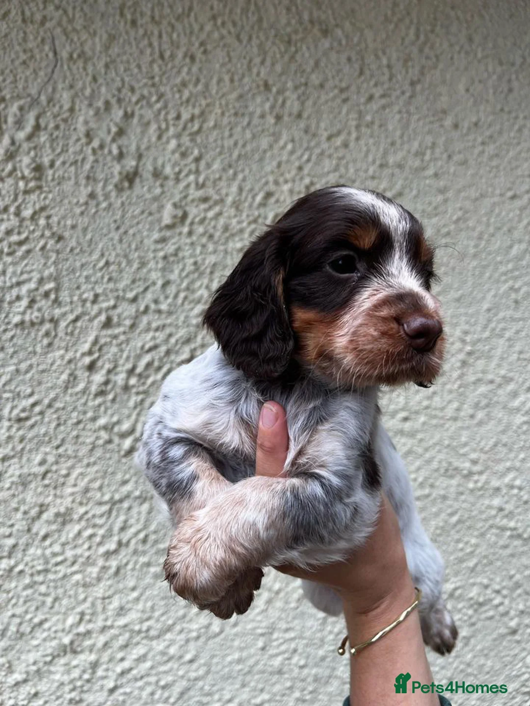 Cocker Spaniel dogs for stud: Blue roan and tan cocker stud dog in Frome - Advert 14