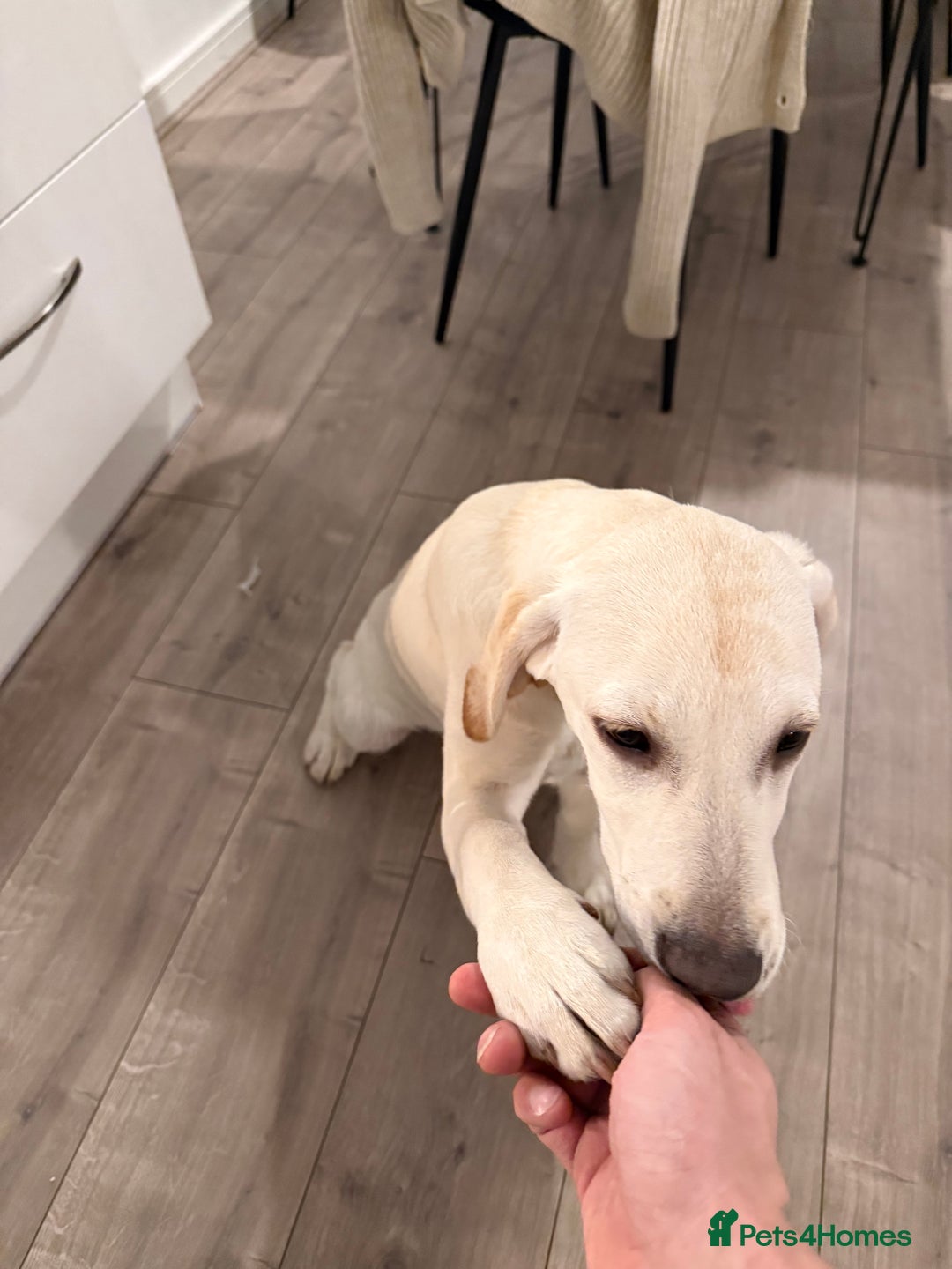 Labrador Retriever dogs for sale: Beautiful Pure White Labrador Pup - Advert 2