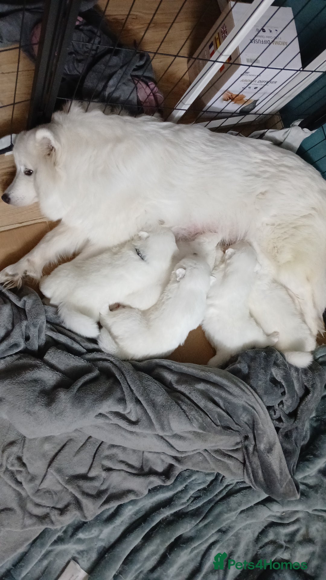 Samoyed dogs for sale: Puppies - Image 3