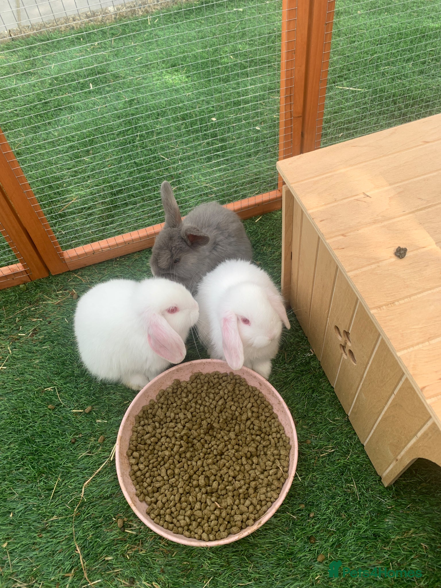 Mixed Breed rabbits albino rabbits - Advert 7