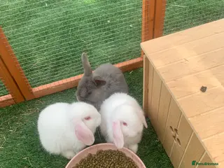 Mixed Breed rabbits albino rabbits - Advert 7
