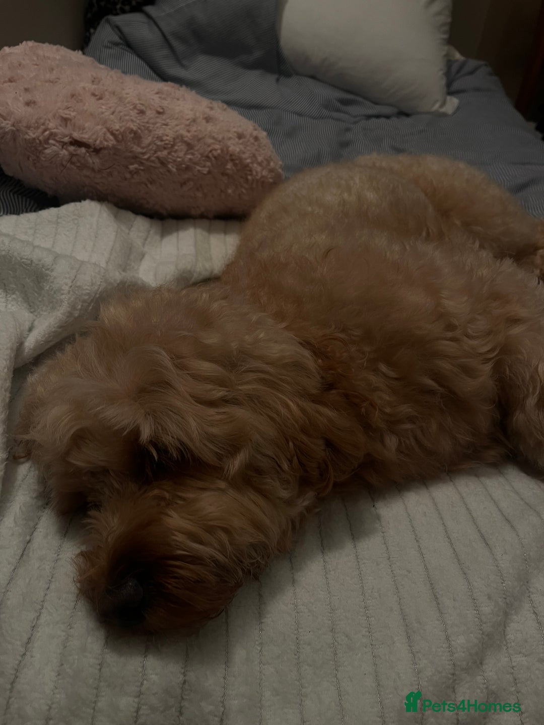 Toy Poodle dogs for stud: Leo health checked ✅  - Advert 9