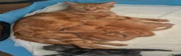 Mixed Breed cats for sale: 4 Beautiful Kittens Ready Now!  - Advert 12