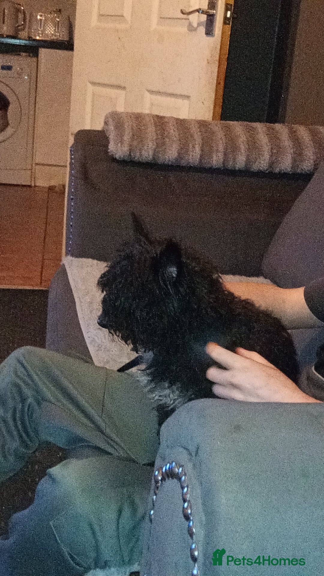 Yorkiepoo dogs Boy for sale  - Advert 1