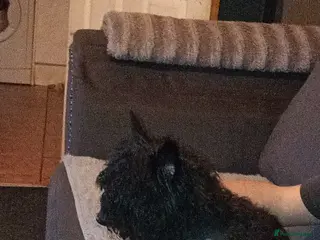 Yorkiepoo dogs Boy for sale - Advert 3