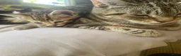 Mixed Breed cats for sale: Four little babies - Advert 16