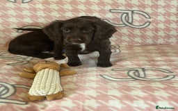 Cocker Spaniel dogs for sale: Cocker spaniel pups - Image 12