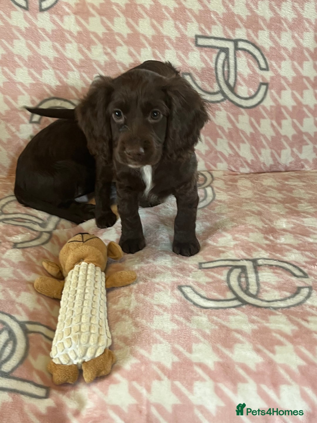 Cocker Spaniel dogs for sale: Cocker spaniel pups - Image 12