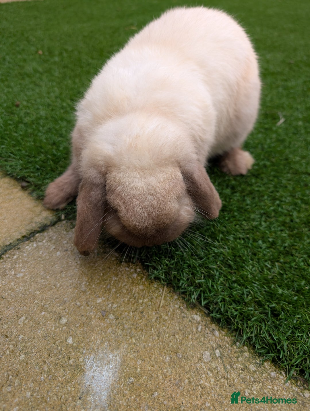 Mini Lop rabbits for sale: Bonded Pair of Mini Lop Males – 9 Months Old - Advert 9