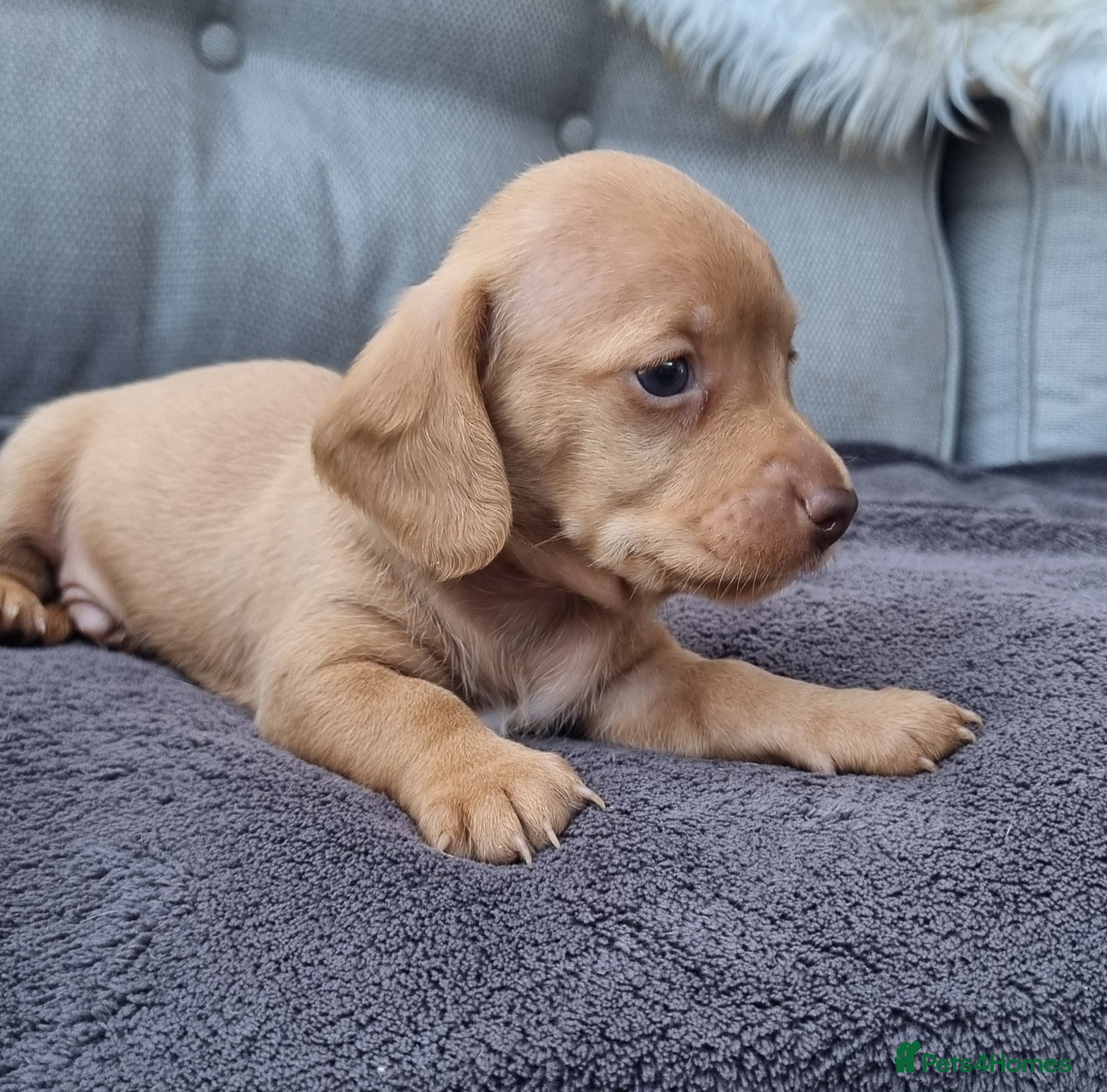 Dachshund dogs 5* True Minature Cream/Choc Dachshund Long Haired - Advert 2