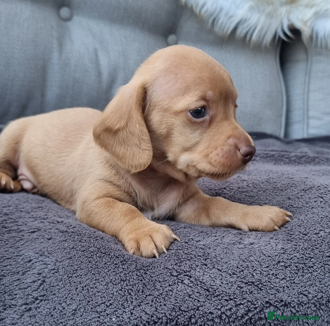 Dachshund dogs for sale: 5* True Minature Cream/Choc Dachshund Long Haired - Advert 1