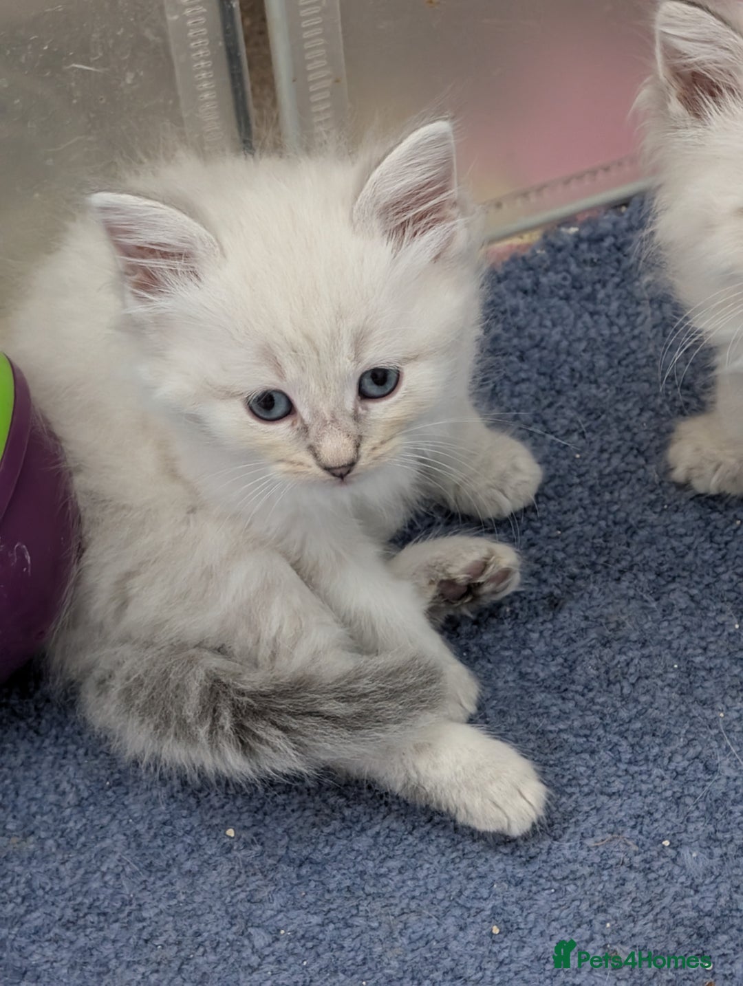 Siberian cats for sale: Kitty Neva Masguerade  - Image 11