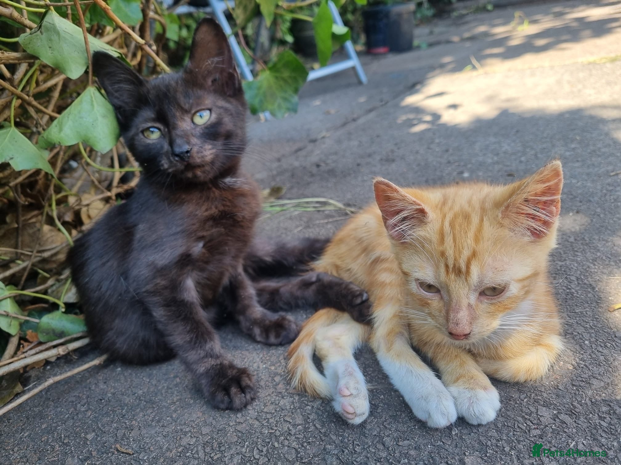 Mixed Breed cats 2 Male Kittens For sale!! - Advert 2
