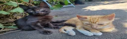 Mixed Breed cats for sale: 2 Male Kittens For sale!! - Advert 1