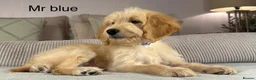 Goldendoodle dogs for sale: FULLY VACCINATED AND ABLE TO GO OUT ON WALKS.  - Advert 13