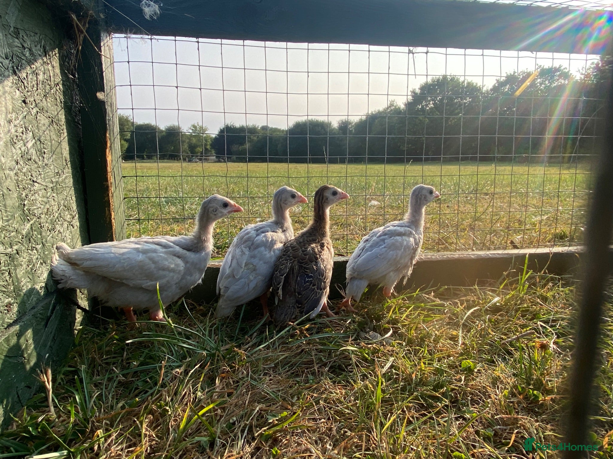 Guinea Fowl poultry Guinea fowl keets  - Advert 3