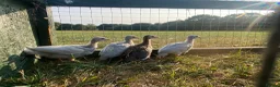 Guinea Fowl poultry for sale: Guinea fowl keets  - Advert 1