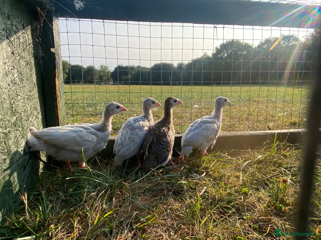 Guinea Fowl poultry for sale: Guinea fowl keets  - Advert 1