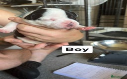 Mixed Breed dogs for sale: Staffy cross  - Image 8