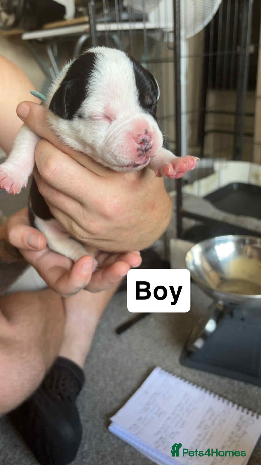 Mixed Breed dogs for sale: Staffy cross  - Image 8