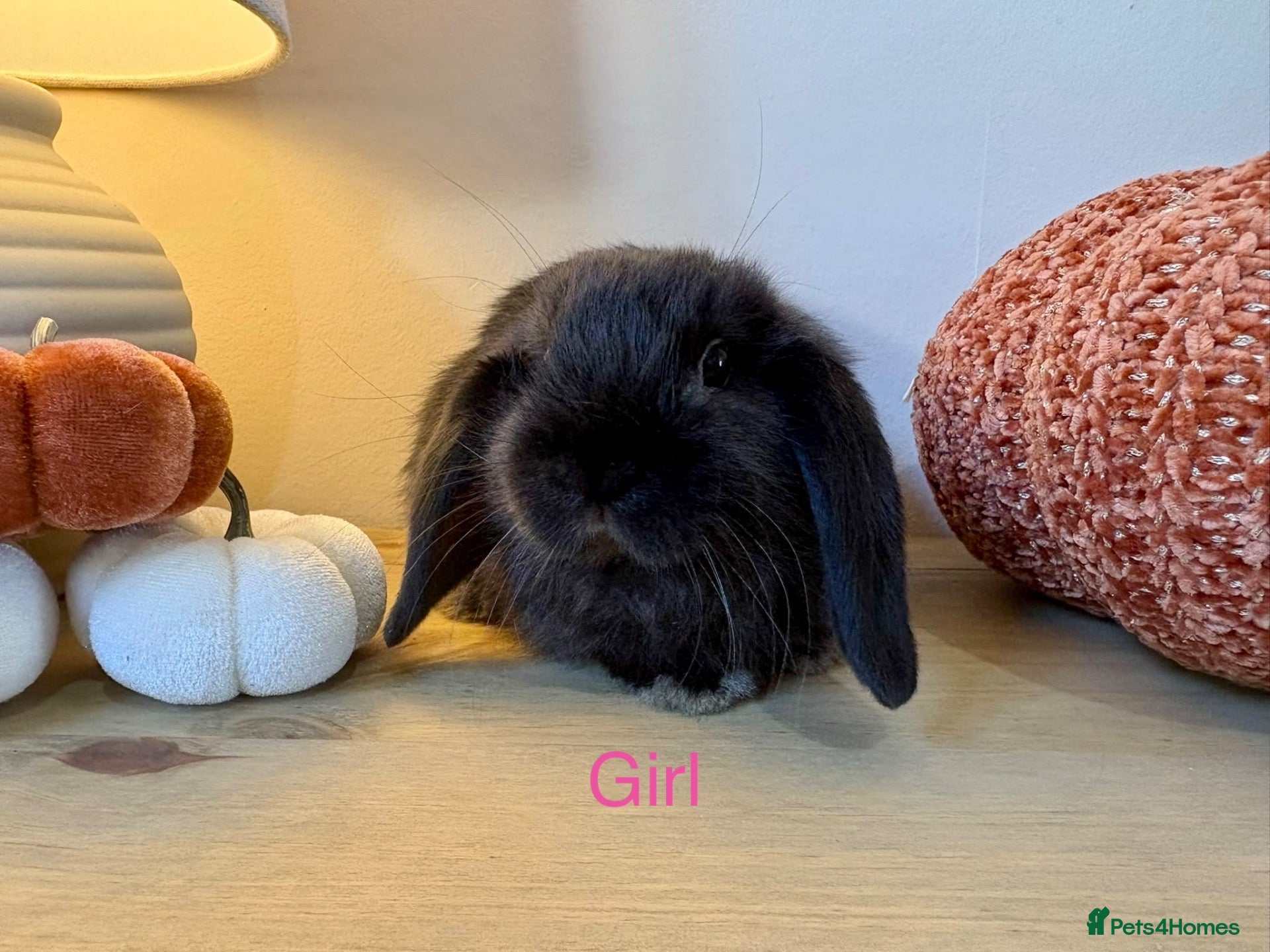Mini Lop rabbits 7 week old Mini Lops - Advert 1