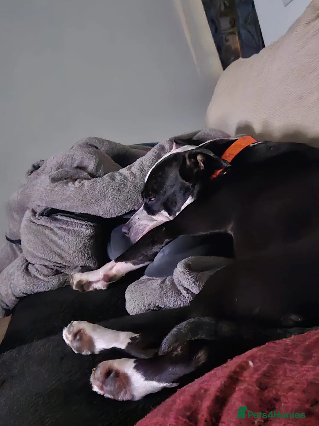 Mixed Breed dogs for adoption: URGENT FOSTER HOME 🏠 🚨 ‼️ 🆘  - Advert 9