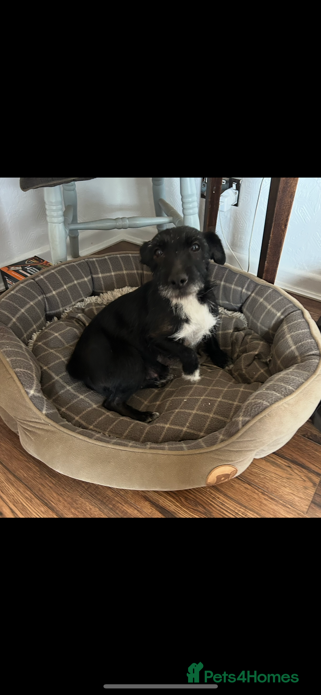 Mixed Breed dogs for sale: Patterdale x Boarder Lakeland Terrier puppies - Advert 15