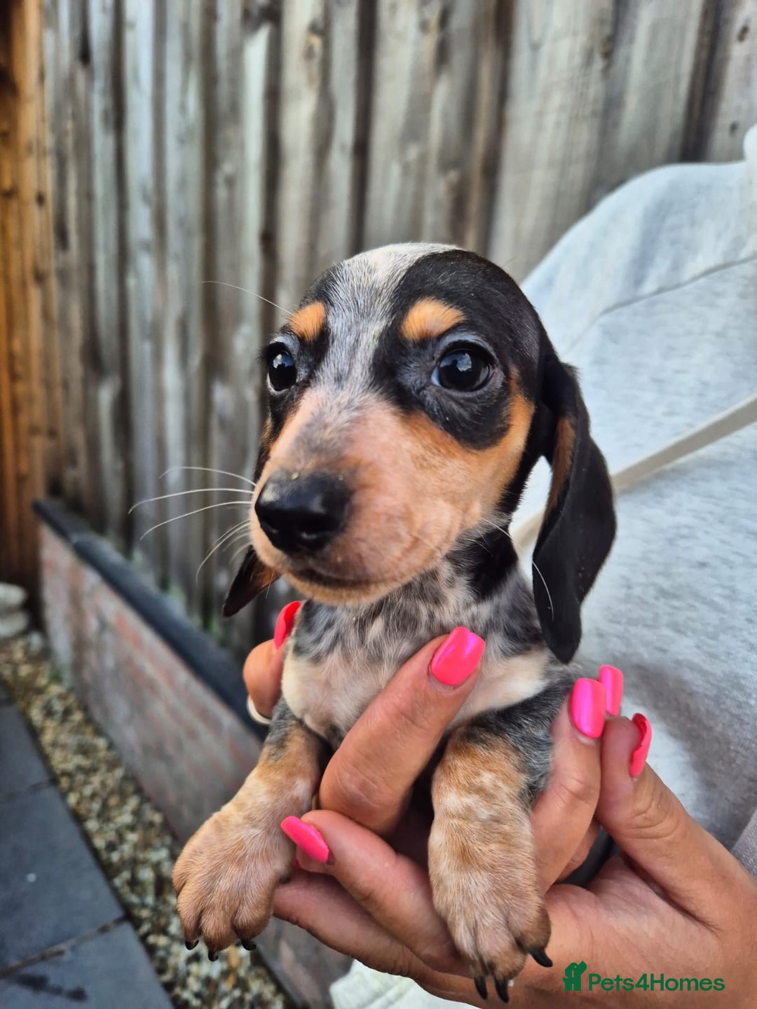 Miniature Dachshund dogs for sale: Miniature smooth dachshund puppies  - Image 5