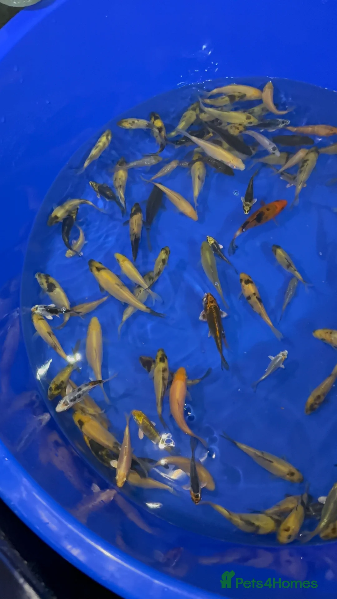 Koi Carp fish for sale: Koi carp tosai - Advert 1