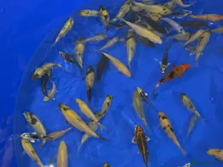 Koi Carp fish Koi carp tosai - Advert 5