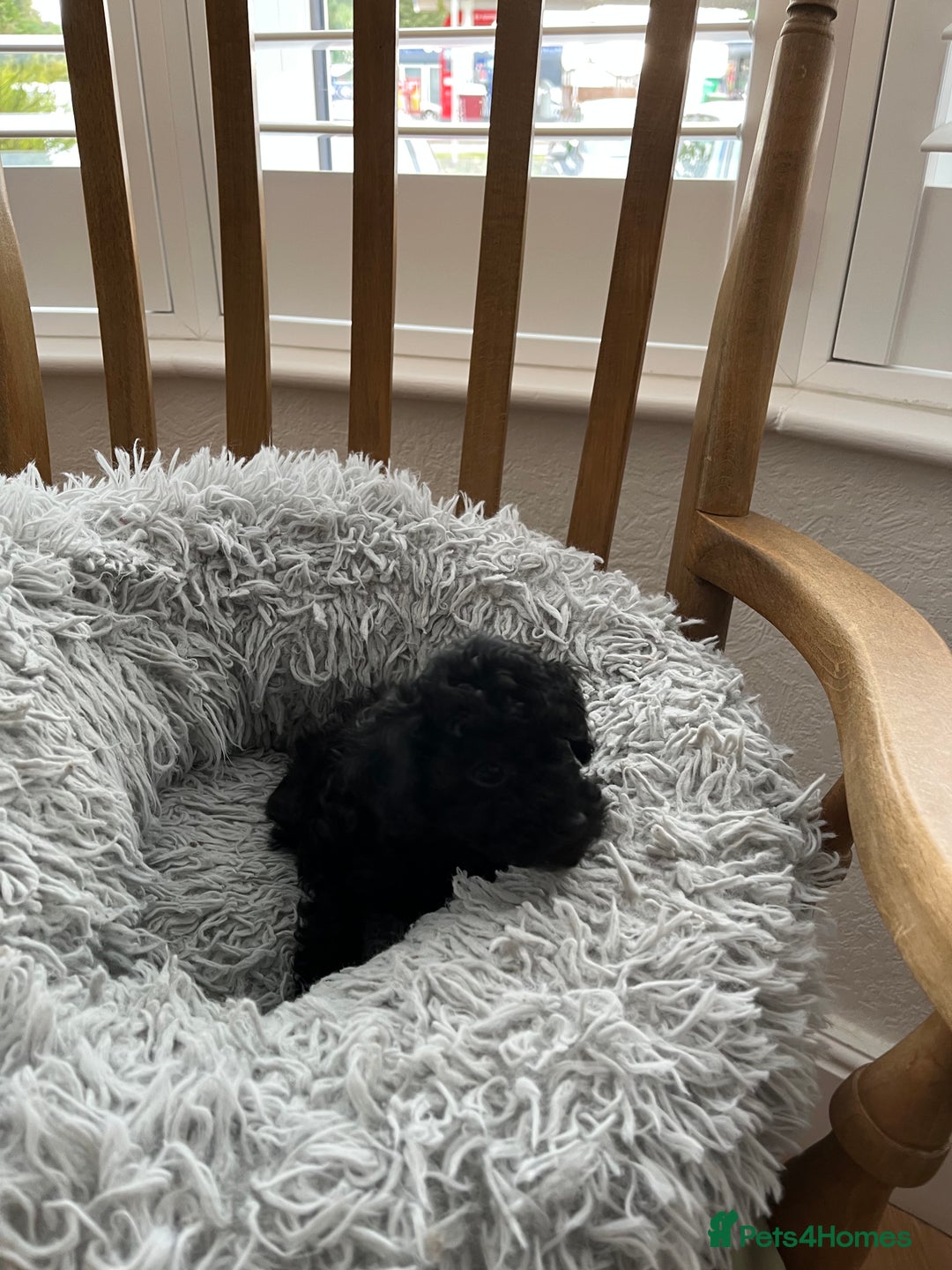 Toy Poodle dogs for sale: Toy Poodle Puppies  - Image 8