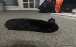 Netherland Dwarf rabbits for sale: netherland dwarf x minilop 5 black / brown rabbits - Image 7