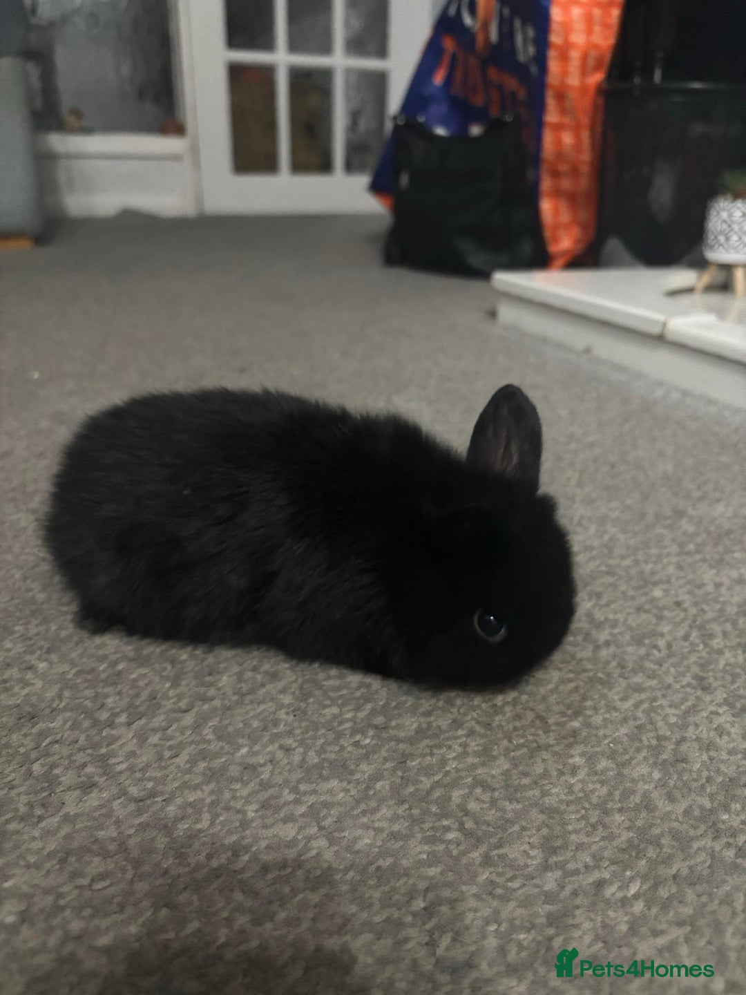 Netherland Dwarf rabbits for sale: netherland dwarf x minilop 5 black / brown rabbits - Image 7