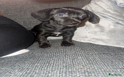 Chiweenie dogs for sale: Cheweenie - Image 3