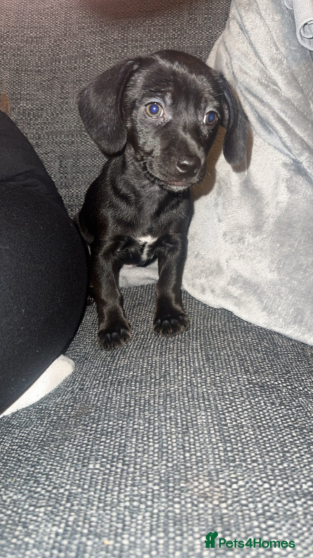 Chiweenie dogs for sale: Cheweenie - Image 3