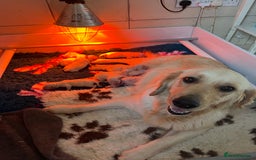 Golden Retriever dogs for sale: Exceptional Golden retriever puppies - Image 1