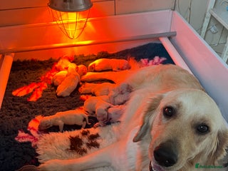 Golden Retriever dogs - Advert 6