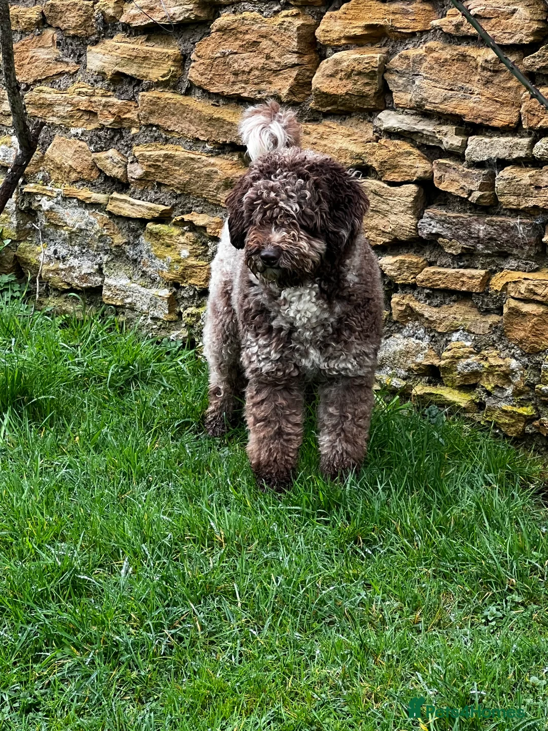 Miniature Poodle dogs for stud: Chocolate Merle Miniature Poodle Fully DNA Tested in Radstock - Advert 7
