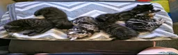 Norwegian Forest Cat cats for sale: Norwegian Forest Mix Kittens  in Egham - Advert 1
