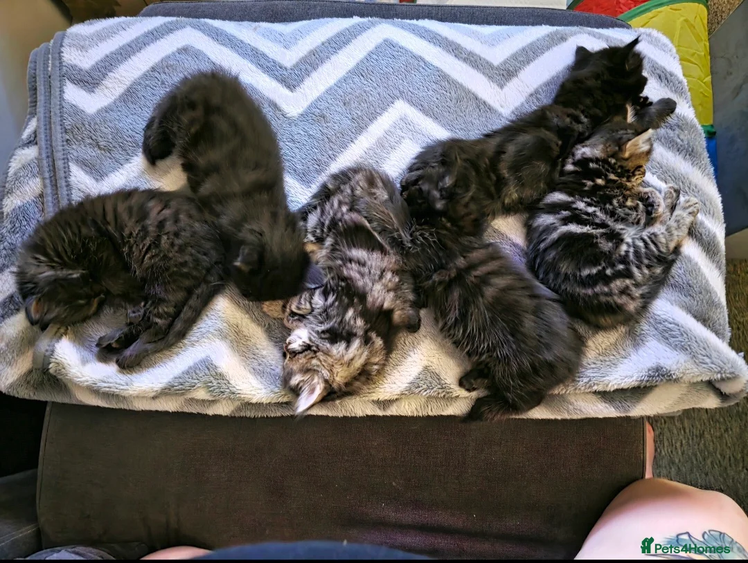 Norwegian Forest Cat cats for sale: Norwegian Forest Mix Kittens  in Egham - Advert 1