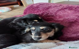 Miniature Dachshund dogs for sale: READY NOW BLACK & CREAM KC REG MINI L HAIRED DAXIS - Image 6