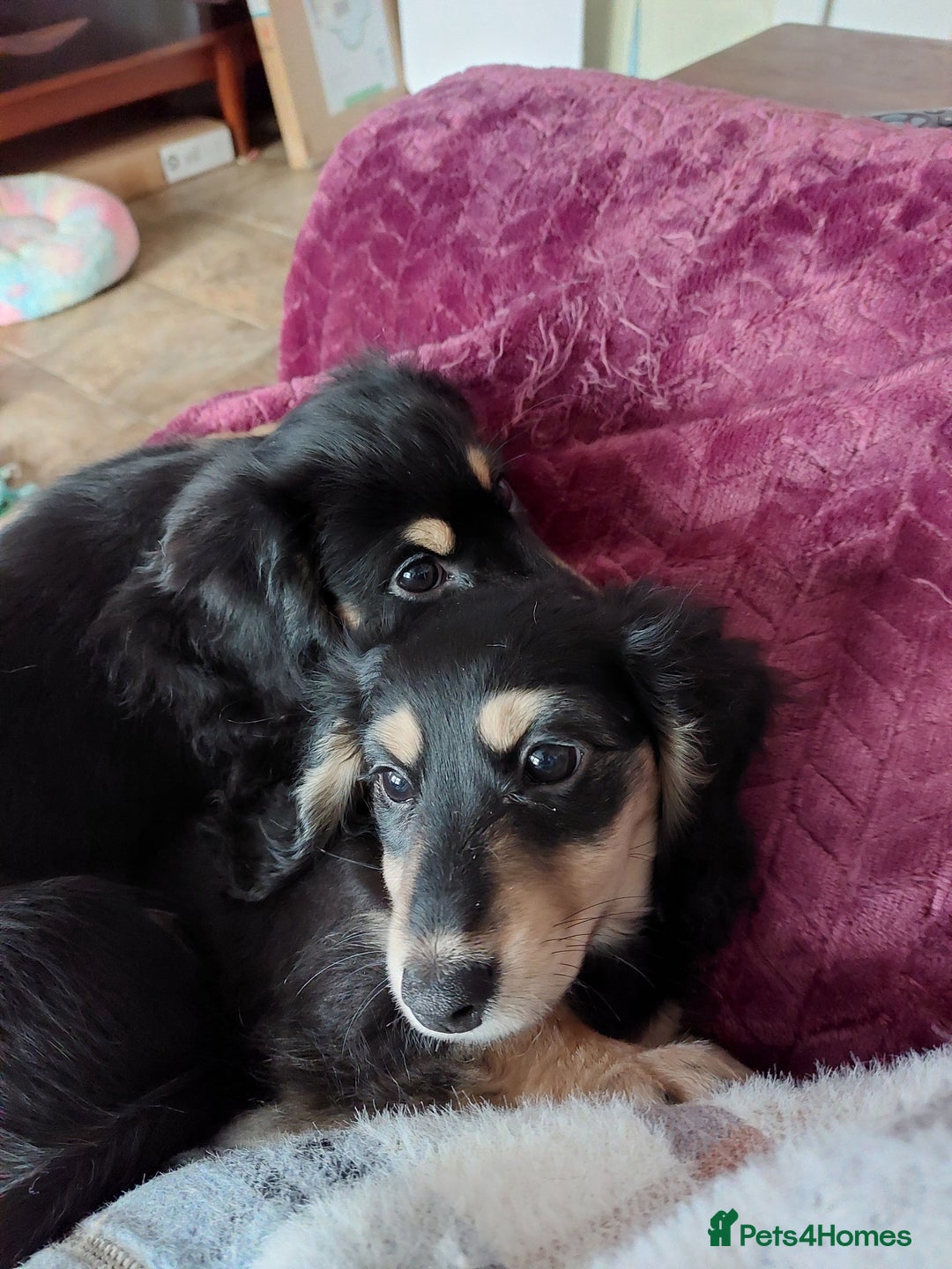 Miniature Dachshund dogs for sale: READY NOW BLACK & CREAM KC REG MINI L HAIRED DAXIS - Image 6