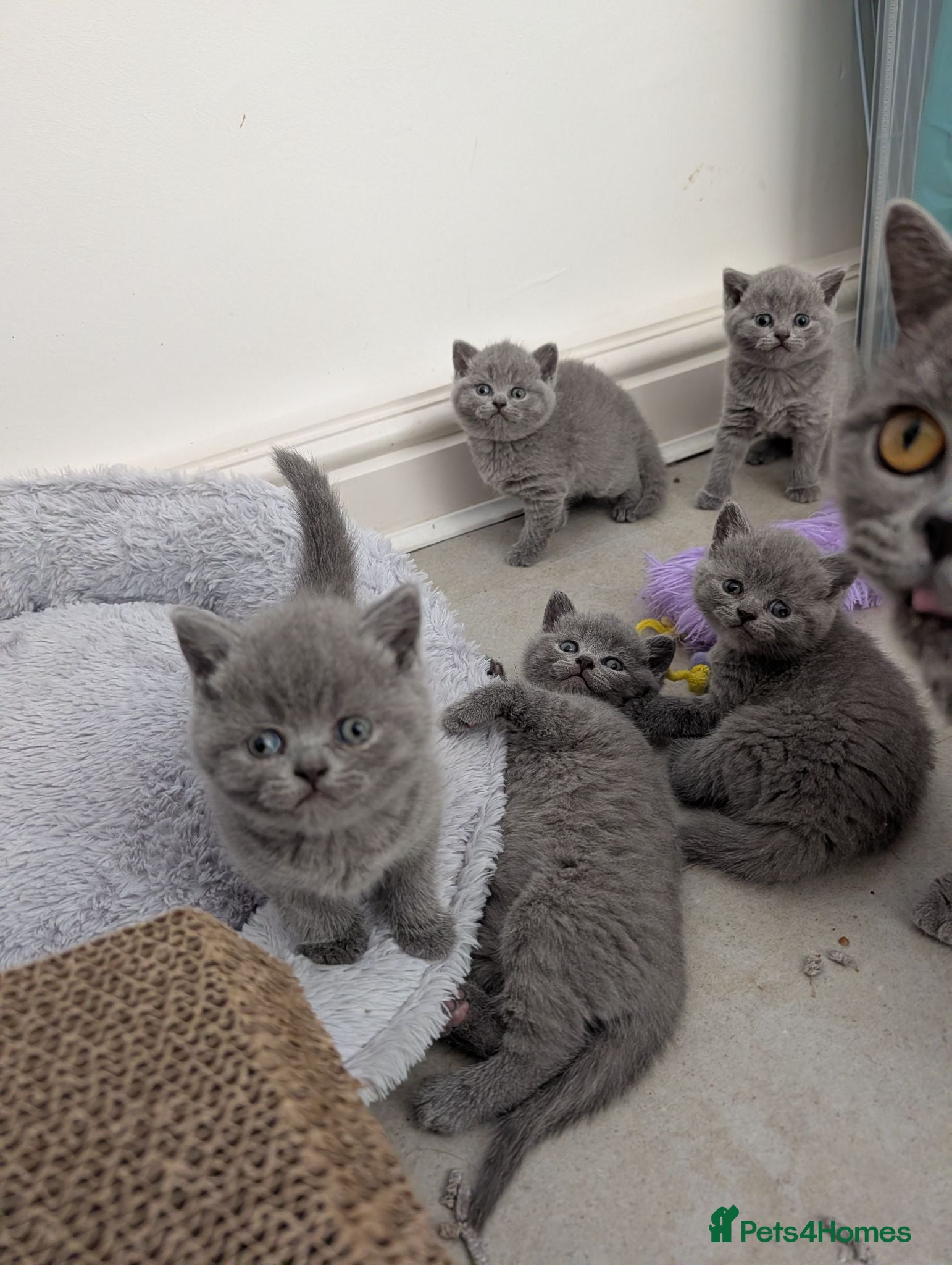 British Shorthair cats Blue British Shorthaired kittens 😺🐾 - Advert 18