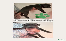 Cane Corso dogs for sale: 💎STUNNING Cane corso puppies 💎 - Image 5