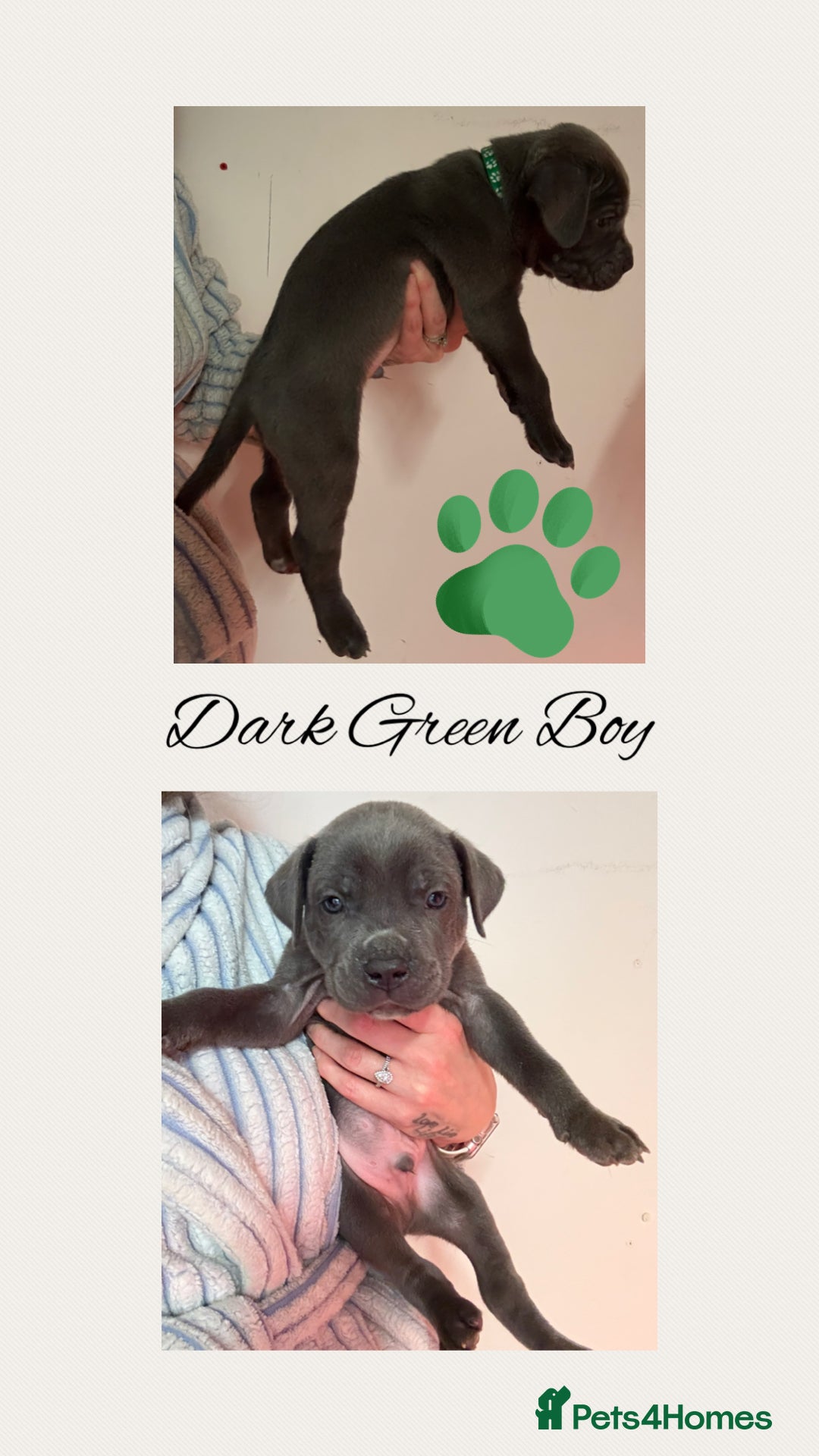 Cane Corso dogs for sale: 💎STUNNING Cane corso puppies 💎 - Image 5