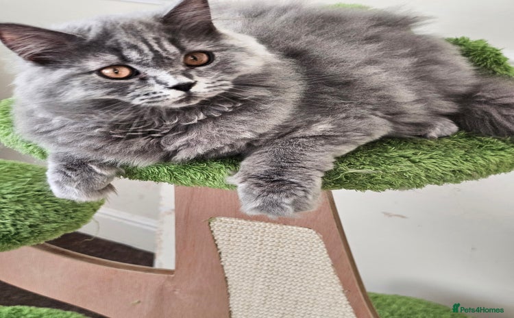 British Shorthair cats - Advert 1