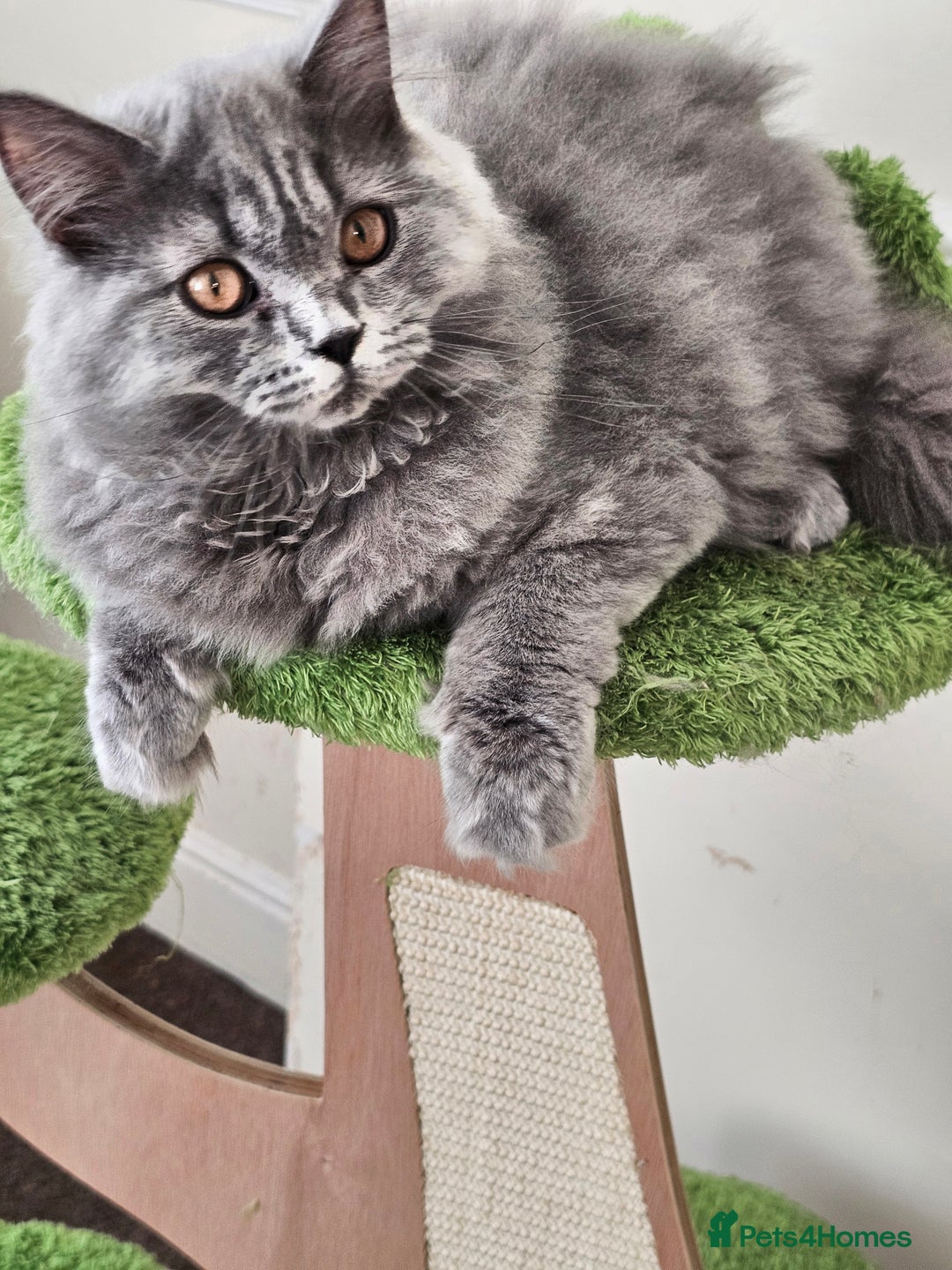British Shorthair cats for sale: British shorthair and longhair  - Image 8