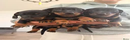 Dachshund dogs for sale: Dachshund pups looking for their forever home  - Advert 3