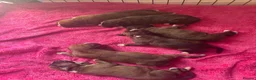 Boxer dogs for sale: Stunning Kc bobtail and tail boxers  - Advert 15