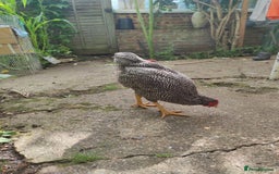 Chickens poultry for sale: Young Chickens for sale - Image 4